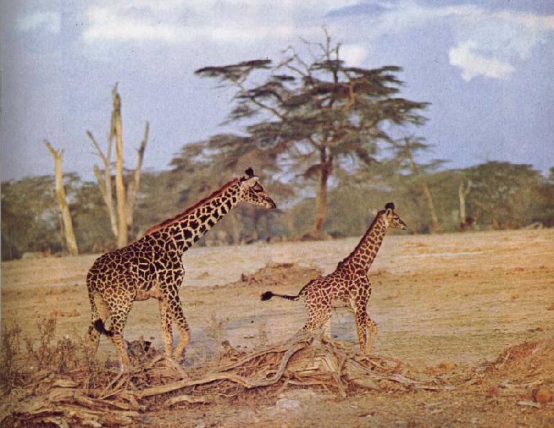 unknow artist The oppna terrangen am failing giraffe favoritmiljo France oil painting art